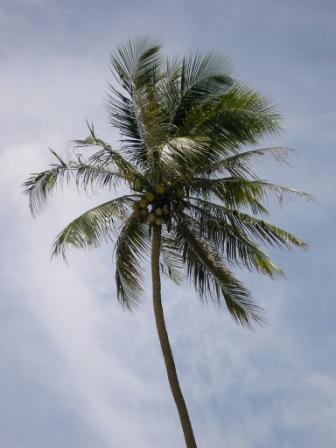 Yoga Now Langkawi - coconut palm tree coconutpalm